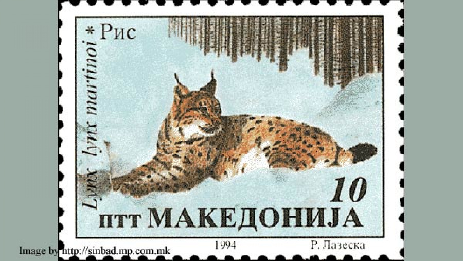 Lynx lynx martinoi je národním symbolem Republiky Makedonie. Makedonie také jako jediná z balkánských zemí uzákonila systém finančních náhrad za škody způsobené rysem.