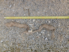 Vlčí trus - Javorníky, Foto: Michal Bojda