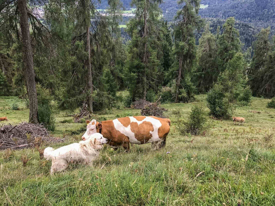 Zdroj: European Wilderness Society