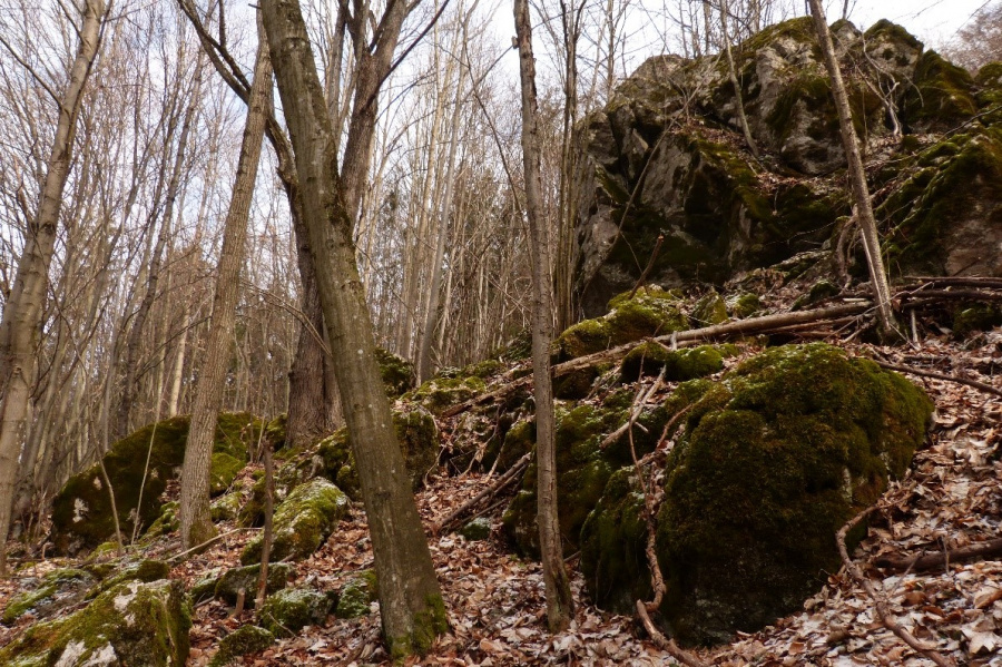 Foto 2: Suťové lesy a skalnaté útvary sú preferovaným biotopom mačky divej v slovenských Karpatoch (zdroj: Michal Bojda)