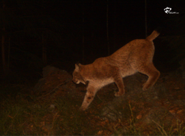 Rys František - Moravskoslezské Beskydy