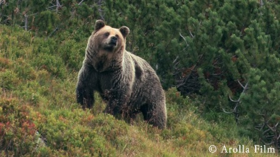  Státní lesy TANAP odhadují, že na území Tatranského národního parku žije 80 až sto medvědů.