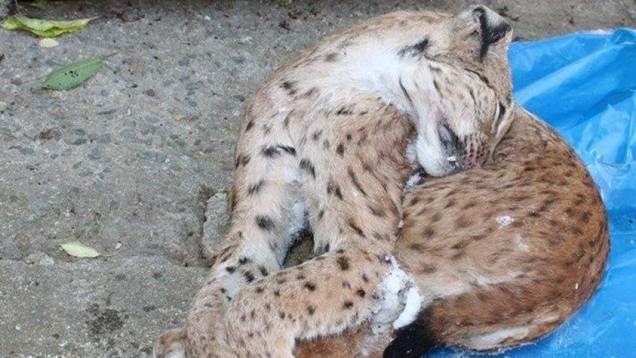 Foto: Archiv Celní správy ČR - Zastřelený rys, nalezený v kauze Kameňák