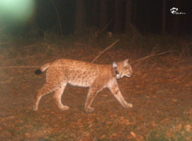 Rys Lukáš - Moravskoslezské Beskydy