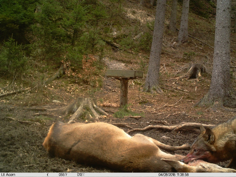 Vlk v Národním parku České Švýcarsko, zdroj: Správa NP České Švýcarsko