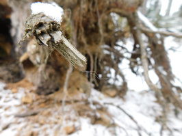 Rysí srst - Javorníky, Foto: Michal Bojda