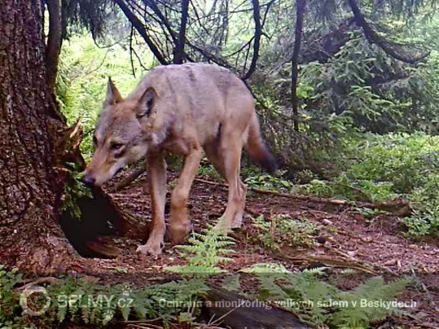 dospělý vlk ze smečky v Kysuckých Beskydech