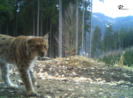 Rys Žikmund - Javorníky