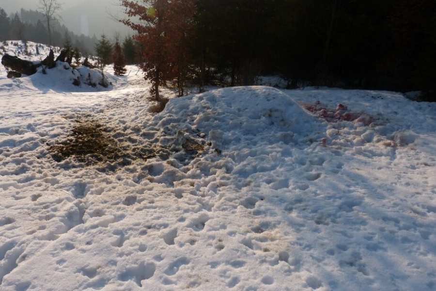 Po dvou dnech z kořisti nezbylo skoro nic