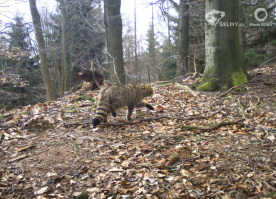 Kočka divoká v Hostýnských vrších; Zdroj: Hnutí DUHA Olomouc