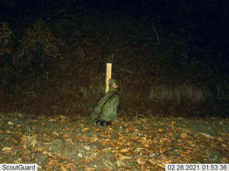 Kočka divoká u chlupové pasti; zdroj: ZOO Bojnice