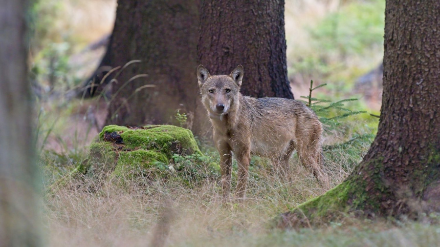 Polský vlk Gagat nalezl nový domov ve Žďárských vrších. Foto: Jan Kuchyňka