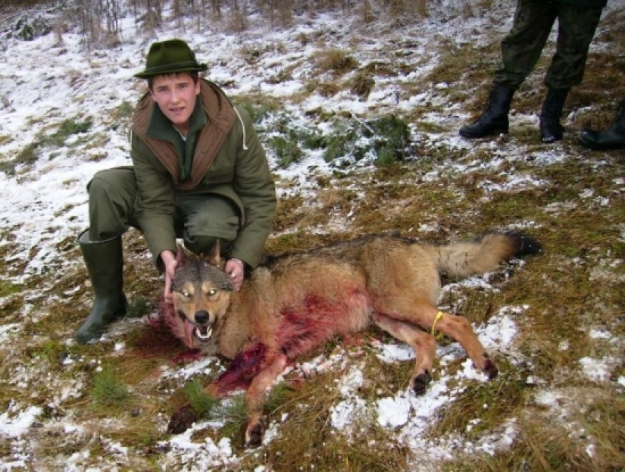 vlk ulovený na Slovensku (zdroj: www.lovuzdar.sk)