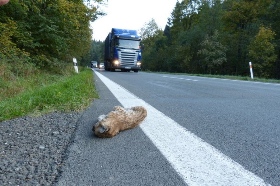 Sražené rysí mládě na Vsetínsku. Foto: Michal Bojda