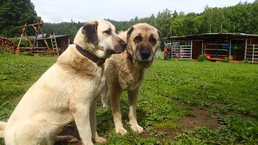 Pastevečtí psi plemene kangal