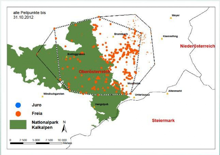 Překrývající se teritoria dvou reintrodukovaných zvířat - rysice Freii a kocoura Jura. Zdroj: www.kalkalpen.at