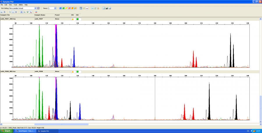 Analýza mikrosatelitů v programu Genemapper