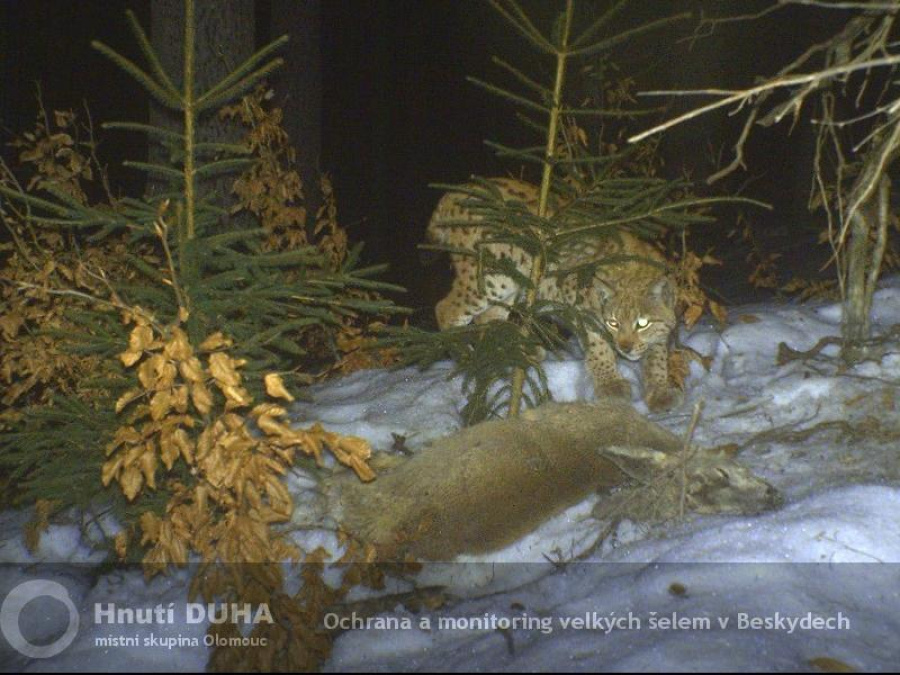 rys se po několika dnech vrátil ke své kořisti