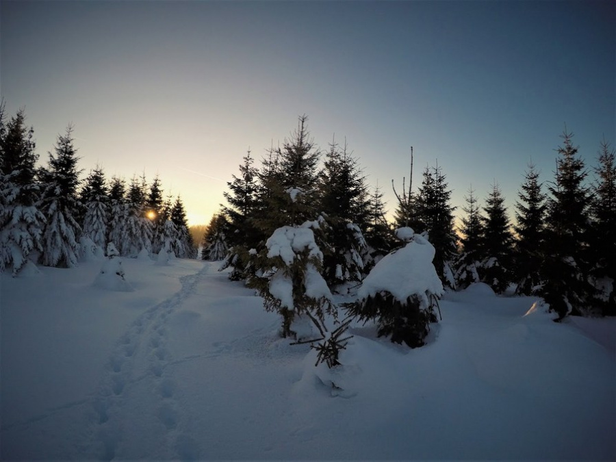 Zimní stopování vlků, Krušné hory; zdroj: Štěpánka Kadlecová