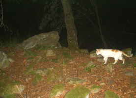 Kočka domácí, Strážovské vrchy, © NZOO Bojnice