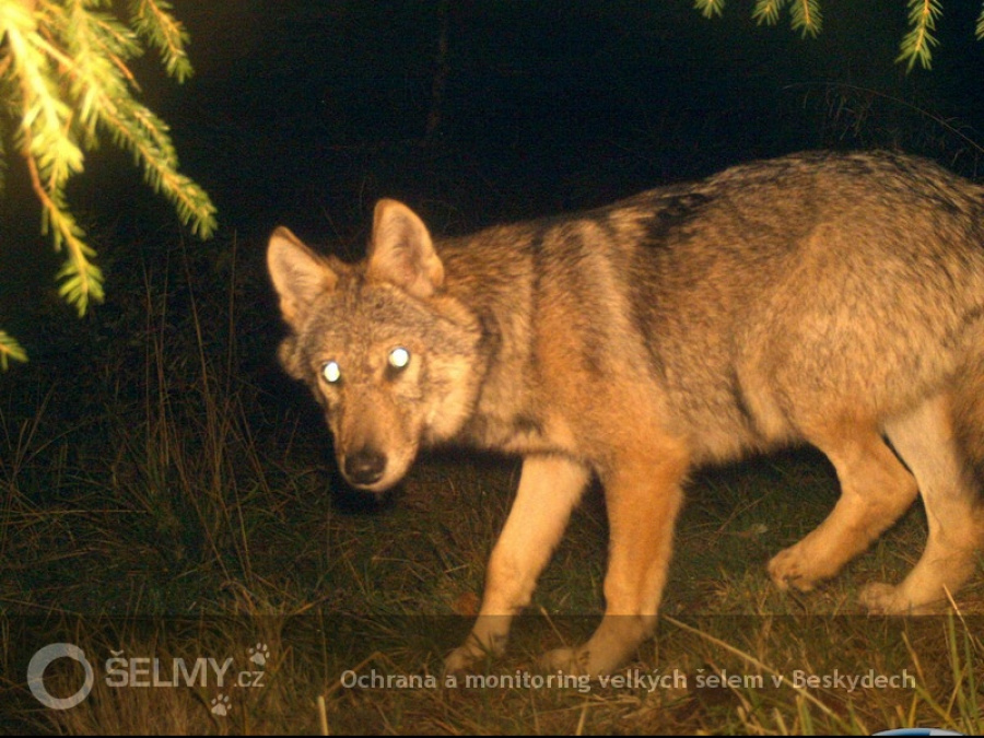 vlk z CHKO Horná Orava