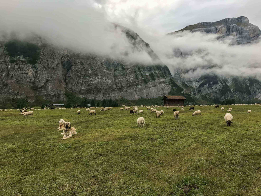 Zdroj: European Wilderness Society