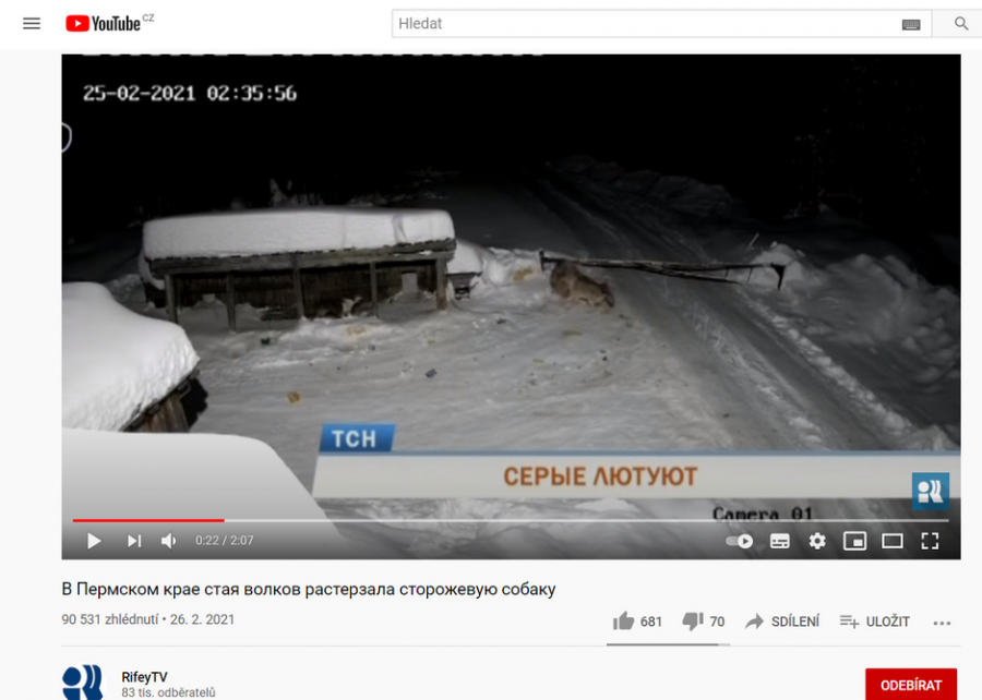 Video konfliktu vlků a psa na YouTube kanále RifeyTV