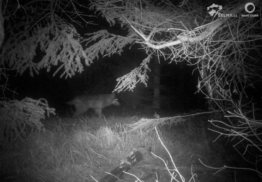 Vlk, zachycený na fotopast v Orlických horách na konci srpna