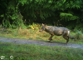 Vlk zachycený letos v Beskydech