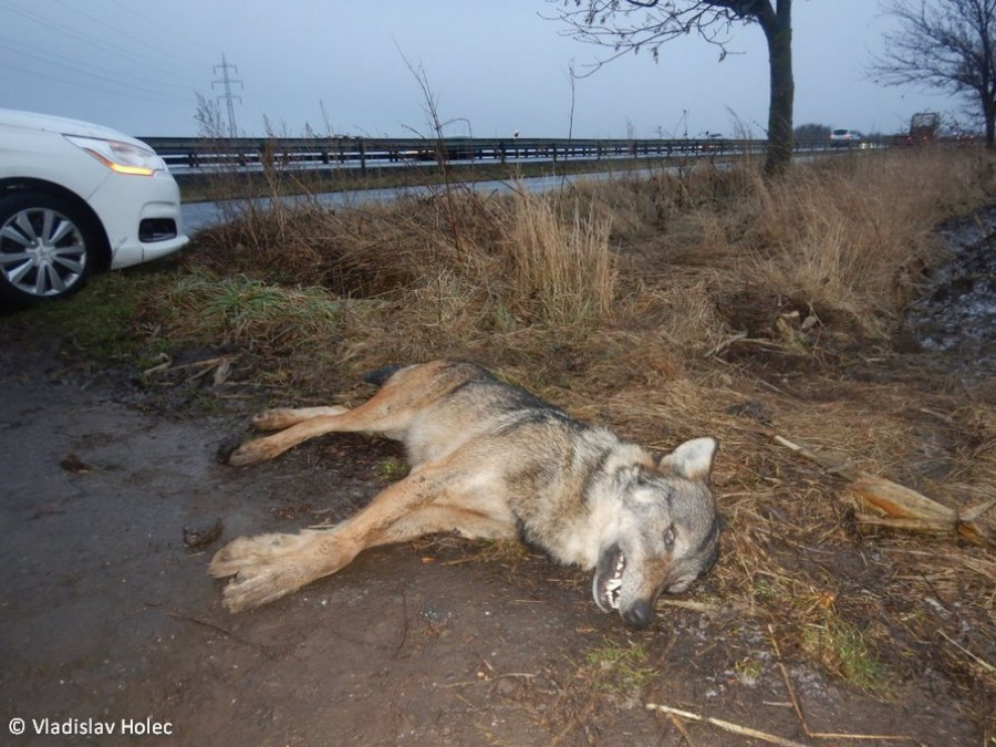 Mrtvá psovitá šelma, pravděpodobně vlk, nalezená na Prostějovsku; foto: Vladislav Holec