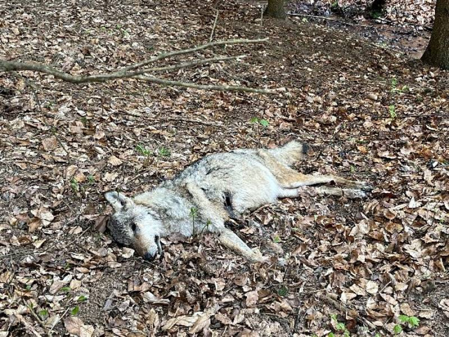 Mrtvá březí vlčice, Šonov. Foto:  Agentury ochrany přírody a krajiny ČR