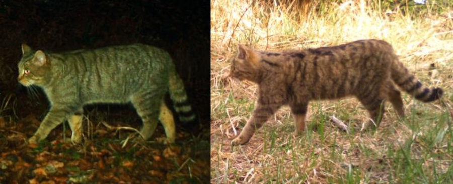 Foto 9: Dva odlišné jedince mačky divej  (zdroj: Zoo Bojnice & Hnutí DUHA Olomouc)