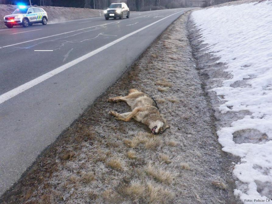 Sražený vlk na Šumavě; zdroj: Policie ČR