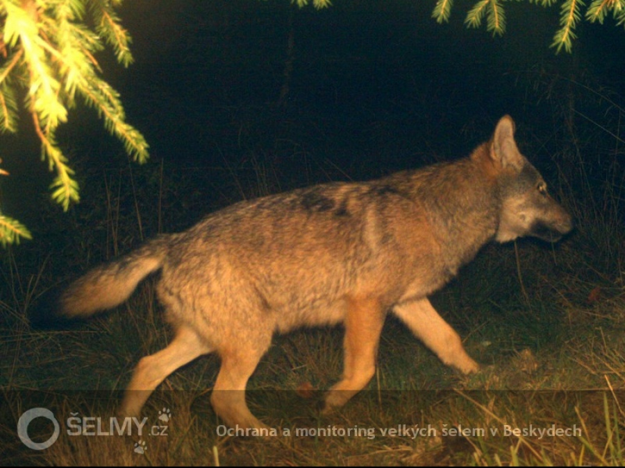 vlk z CHKO Horná Orava