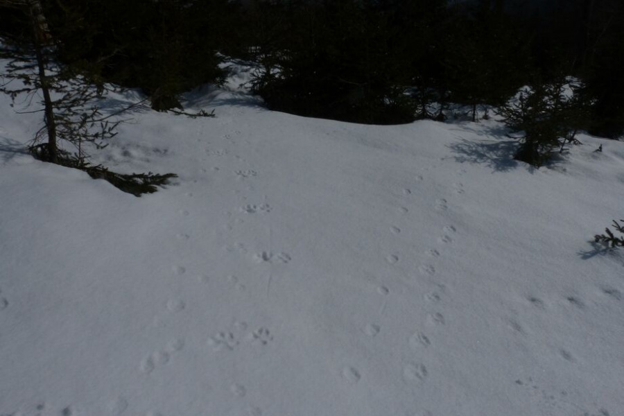 Stopa vlka, lišky a rysa