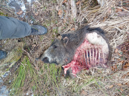 Vlčí kořist - Javorníky, Foto: Martin Duľa