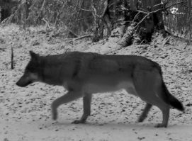 Vlčice - Vsetínské Beskydy