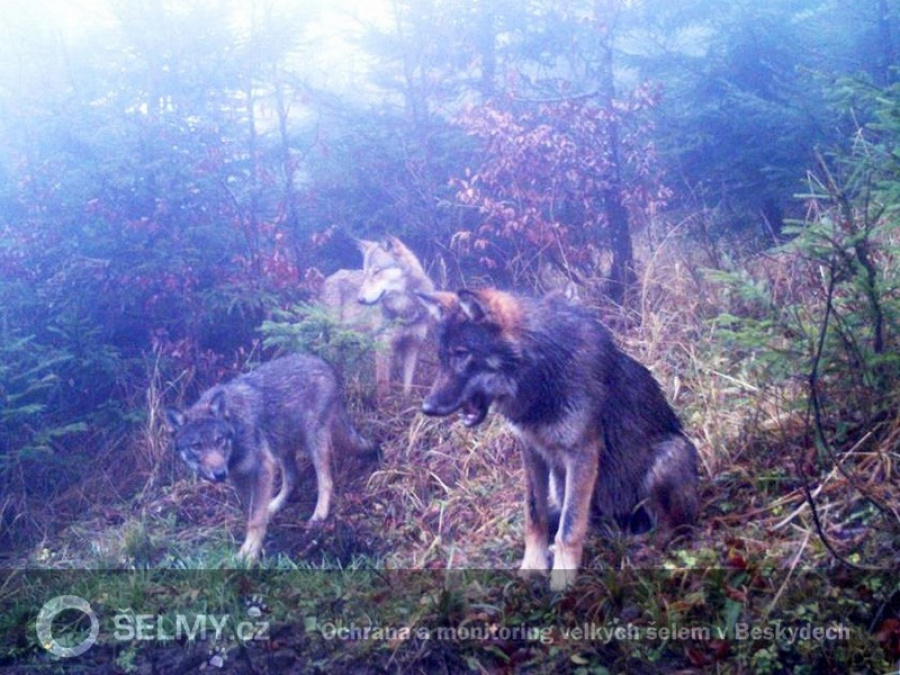 tři členové smečky obývající Kysuckou vrchovinu, podzim 2014