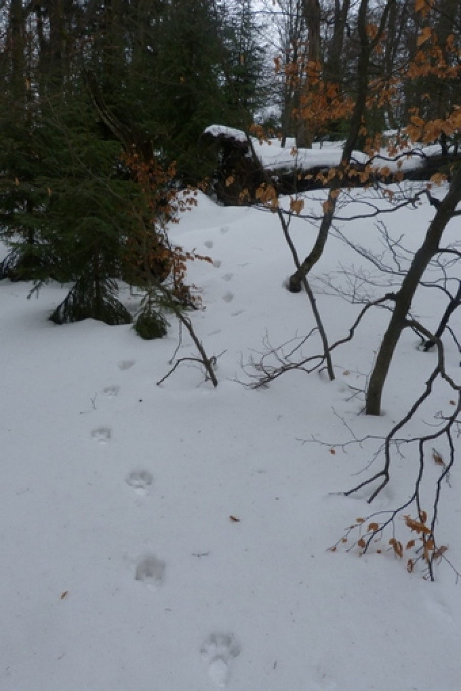 Rysí stopy ve zmrzlém sněhu, foto: Michal Bojda