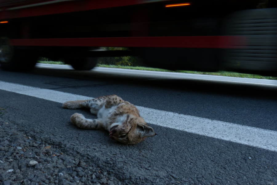 Jeden z možných důsledků fragmentace krajiny - přejetý rys na silnici u Lidečka, v jedné z osmi pilotních oblastí projektu SaveGREEN Beskydy-Kysuce, CZ-SK; zdroj: Michal Bojda