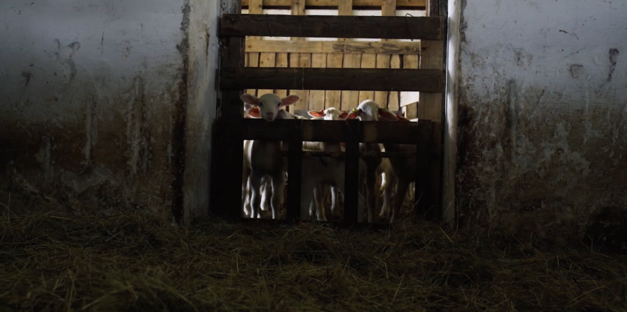 Beránek a vlk, snímek z filmu; zdroj: Frame films s.r.o.