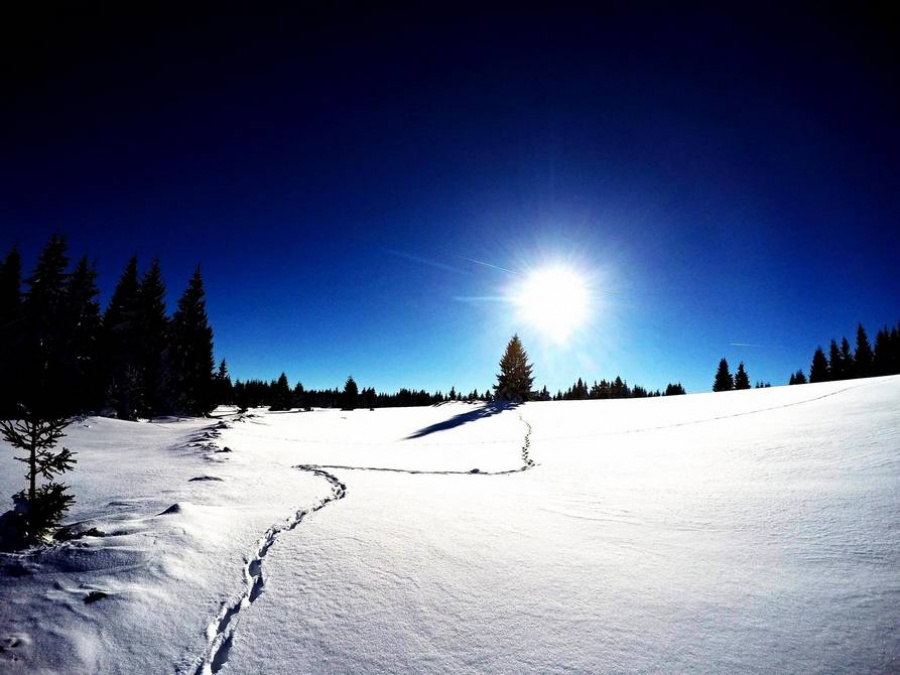 Zimní stopování vlků, Krušné hory; zdroj: Štěpánka Kadlecová