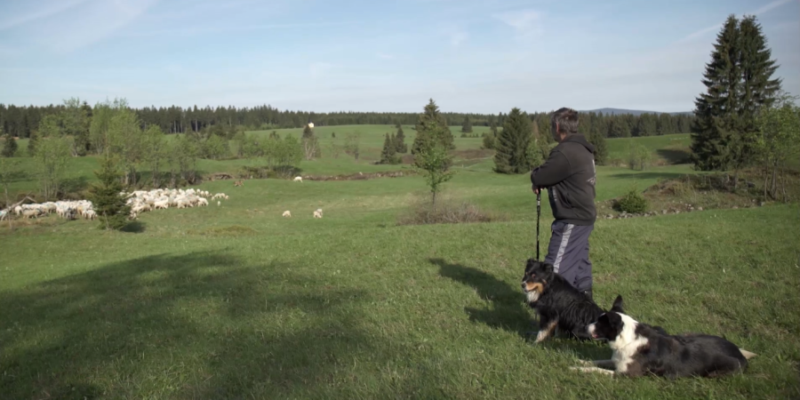 Beránek a vlk, snímek z filmu; zdroj: Frame films s.r.o.