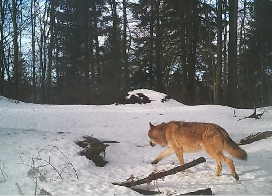 Vlk obecný v Javorníkách, fotopast: Vlada Trulíka