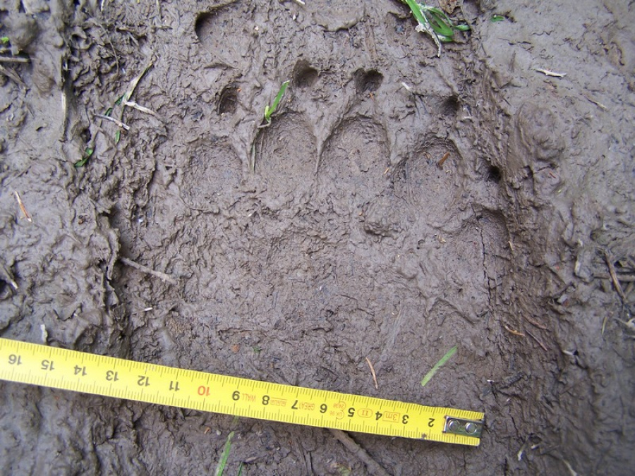 přední stopa medvěda nalezená v Javorníkách (foto: Michal Bojda)