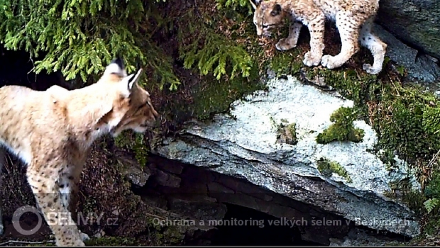 Rysice Jarka s kotětem na skále