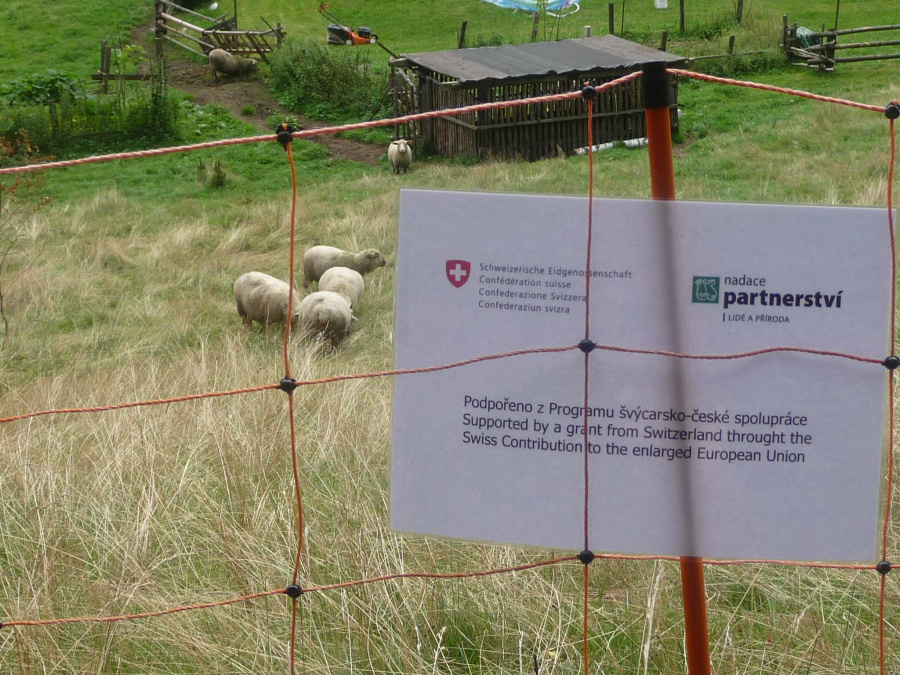 zabezpečené ovce v Horní Lomné