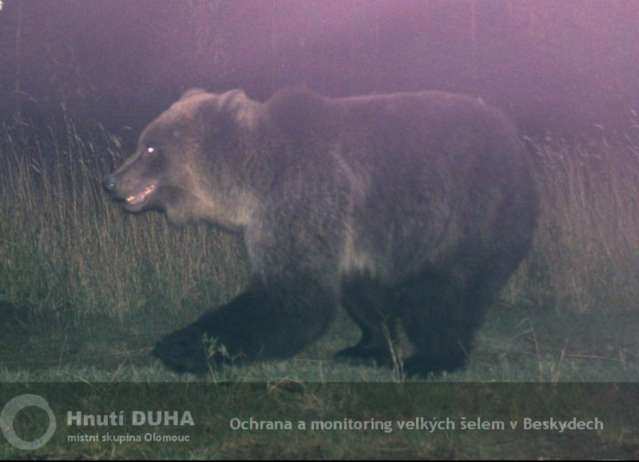 medvěd z Javorníků