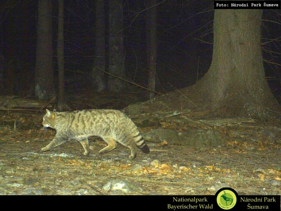 Kočka divoká ze Šumavy. Zdroj: NP Šumava