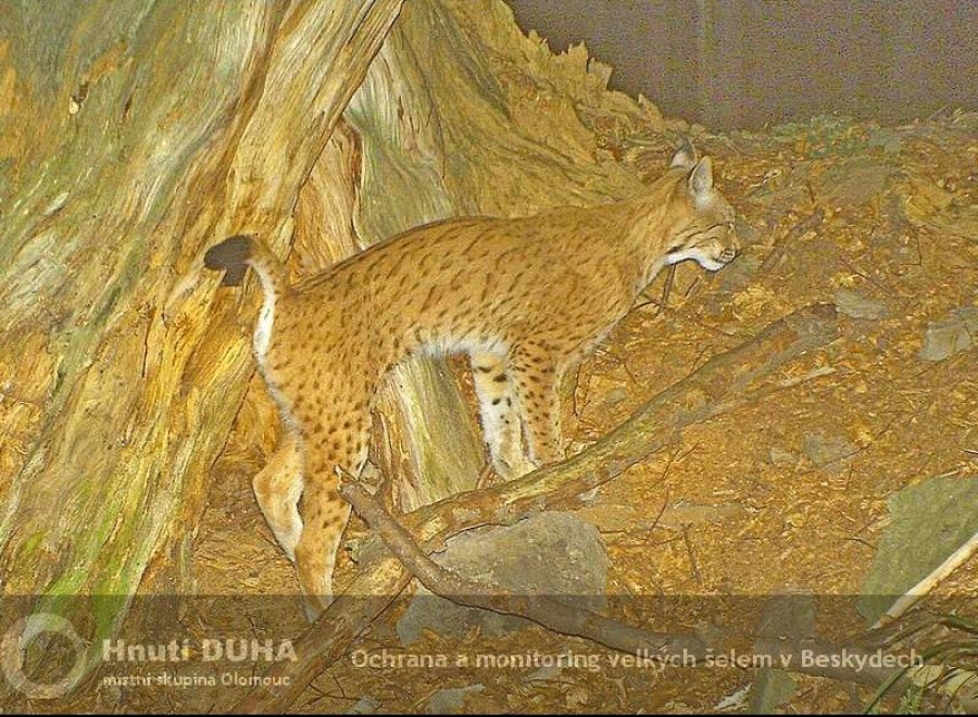 rysí samec Ondráš značkuje komunikační rysí místo